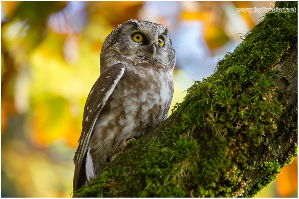 Owls Gallery