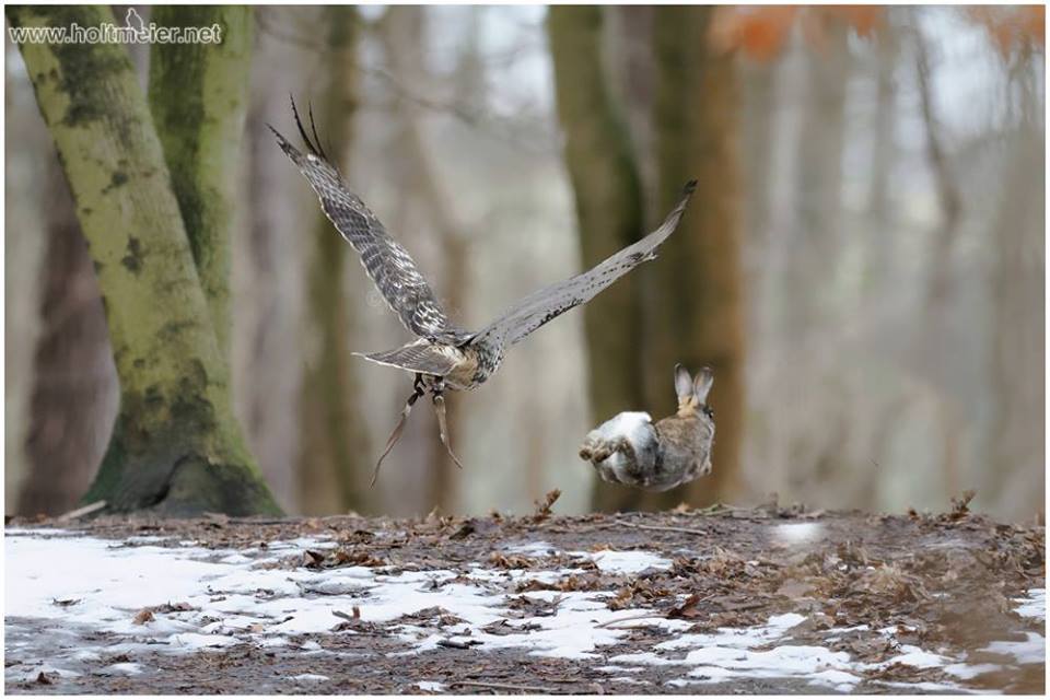 Hunting / Falconry