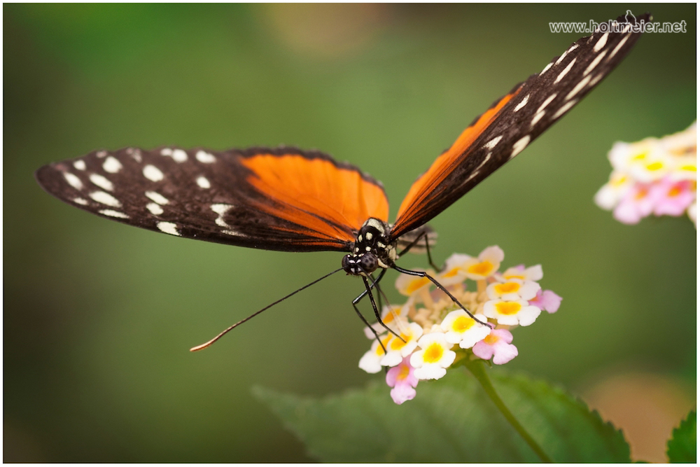 Insects & Reptiles